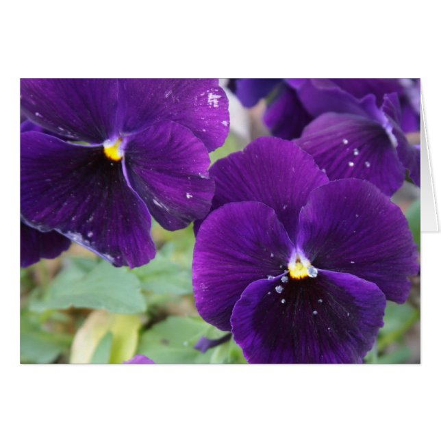 Paarse Royaliteit (Voorkant Horizontaal)