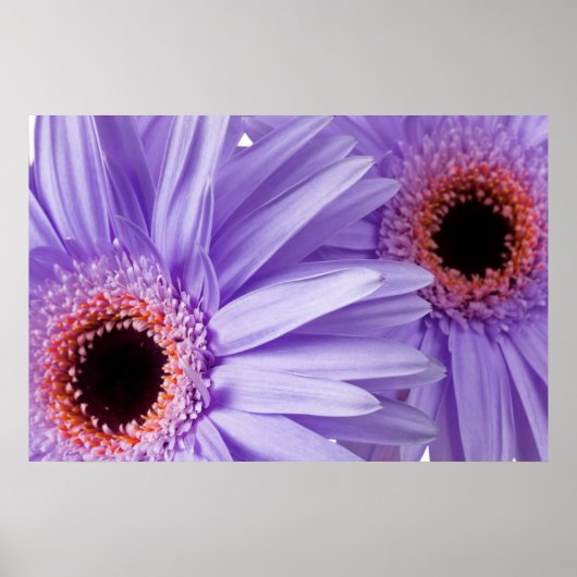 Paarse roze Daisy Gepersonaliseerd Sjabloon Poster (Voorkant)