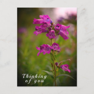 Paarse Roze Drakenmond Bloem Denk Aan Jou Briefkaart