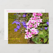 Paarse roze lentebloemen Briefkaart (Voorkant / Achterkant)