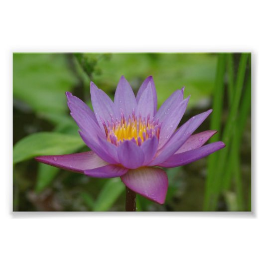 Paarse roze waterleluffer foto afdruk (Voorkant)