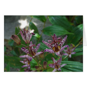 Paarse roze, witte, gestreept orchidee als bloem