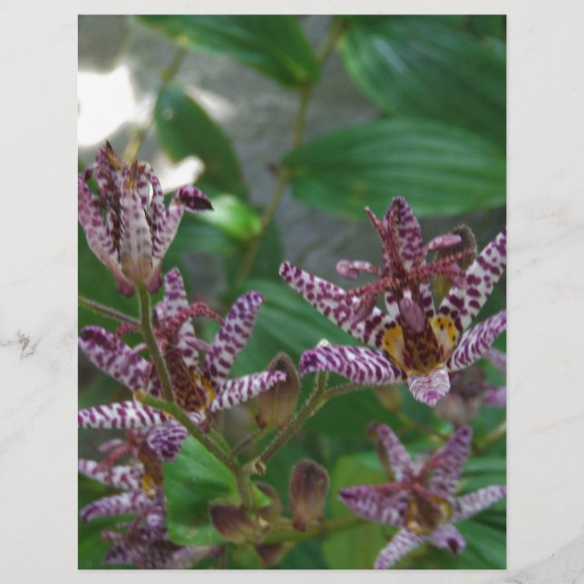 Paarse roze, witte, gestreept orchidee als bloem (Voorkant)