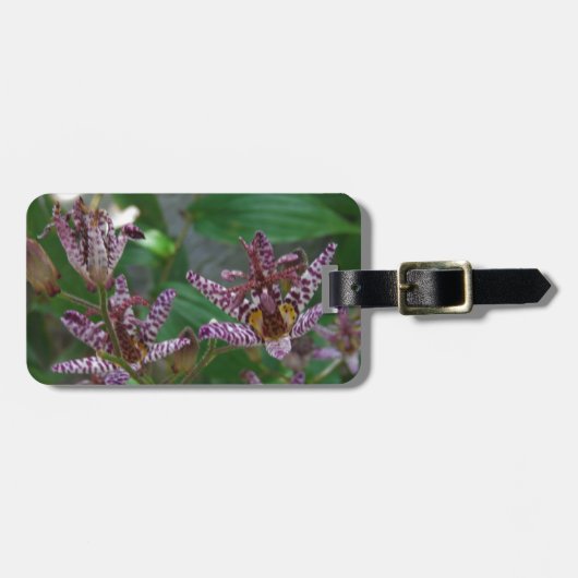 Paarse roze, witte, gestreept orchidee als bloem bagagelabel (Voorkant horizontaal)