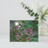 Paarse roze, witte, gestreept orchidee als bloem briefkaart (Staand voorkant)