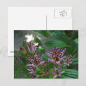 Paarse roze, witte, gestreept orchidee als bloem briefkaart (Voorkant / Achterkant)