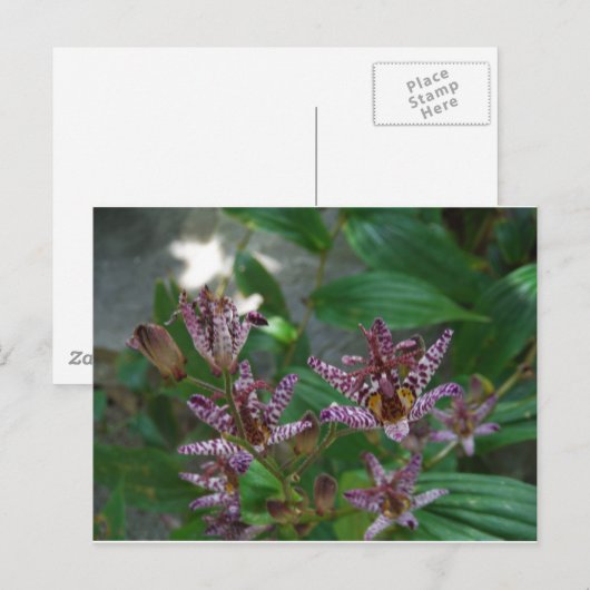 Paarse roze, witte, gestreept orchidee als bloem briefkaart (Voorkant / Achterkant)