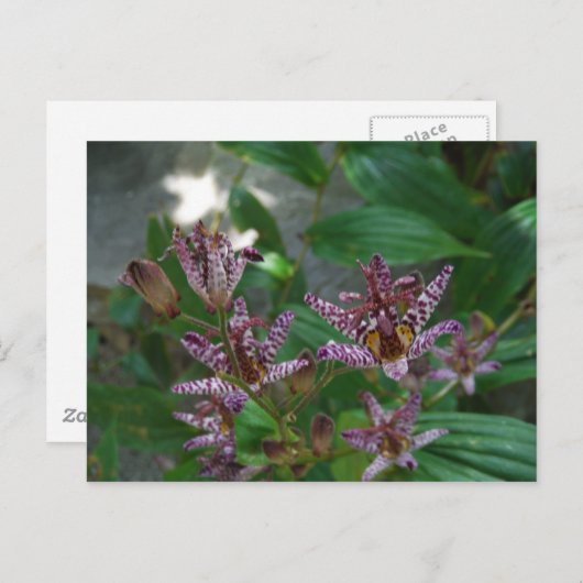 Paarse roze, witte, gestreept orchidee als bloem briefkaart (Voorkant / Achterkant)