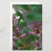 Paarse roze, witte, gestreept orchidee als bloem briefpapier (Voorkant / Achterkant)