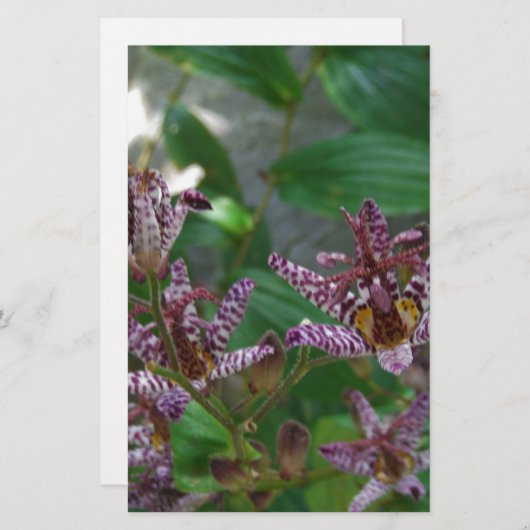 Paarse roze, witte, gestreept orchidee als bloem briefpapier (Voorkant / Achterkant)