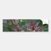 Paarse roze, witte, gestreept orchidee als bloem bumpersticker (Voorkant)