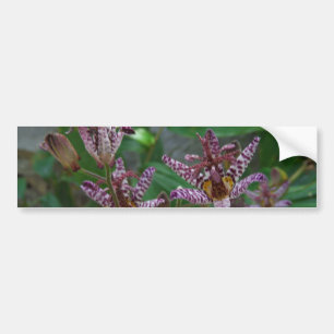 Paarse roze, witte, gestreept orchidee als bloem bumpersticker