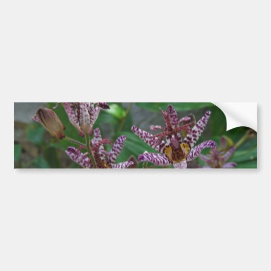 Paarse roze, witte, gestreept orchidee als bloem bumpersticker (Voorkant)