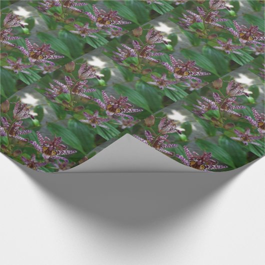 Paarse roze, witte, gestreept orchidee als bloem cadeaupapier (Hoek)