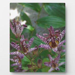 Paarse roze, witte, gestreept orchidee als bloem fotoplaat