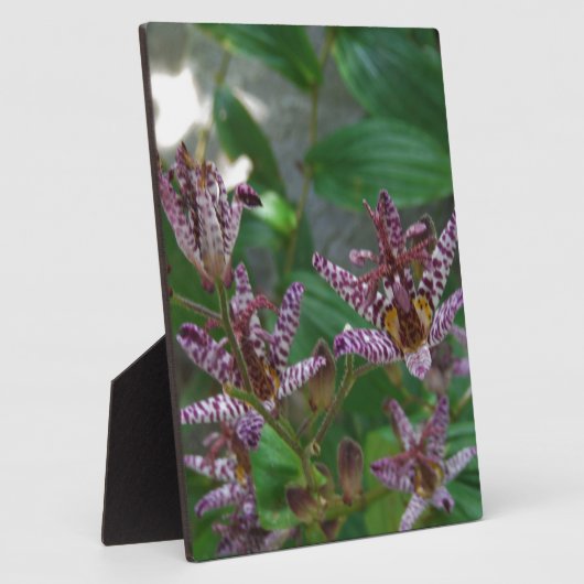 Paarse roze, witte, gestreept orchidee als bloem fotoplaat (Zijkant)