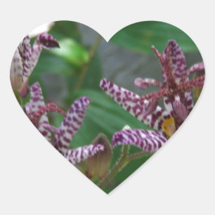 Paarse roze, witte, gestreept orchidee als bloem hart sticker