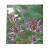 Paarse roze, witte, gestreept orchidee als bloem notitieblok (Voorkant)