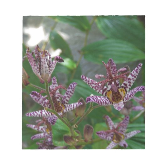 Paarse roze, witte, gestreept orchidee als bloem notitieblok (Voorkant)