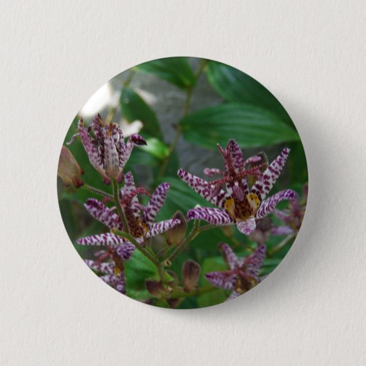 Paarse roze, witte, gestreept orchidee als bloem ronde button 5,7 cm (Voorkant)