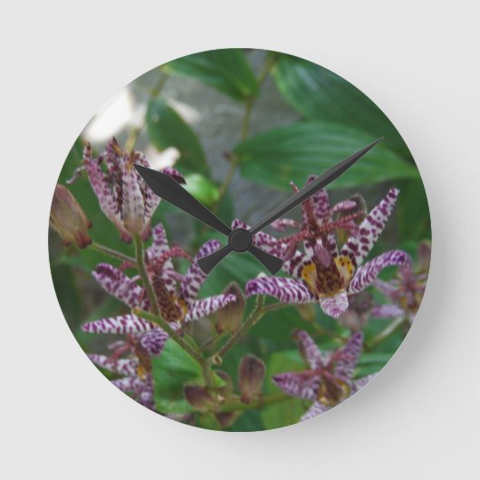 Paarse roze, witte, gestreept orchidee als bloem ronde klok (Voorkant)