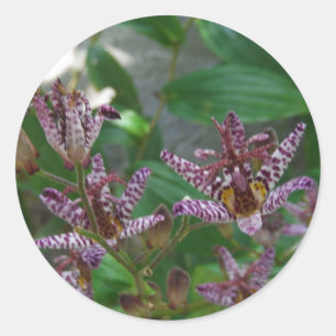 Paarse roze, witte, gestreept orchidee als bloem ronde sticker