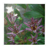 Paarse roze, witte, gestreept orchidee als bloem tegeltje (Voorkant)