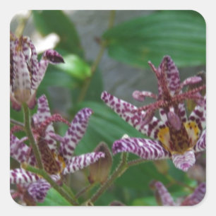 Paarse roze, witte, gestreept orchidee als bloem vierkante sticker