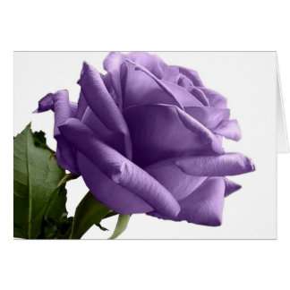 Paarse Rozen