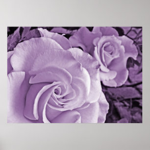 Paarse Rozen ~ Bloemen Poster