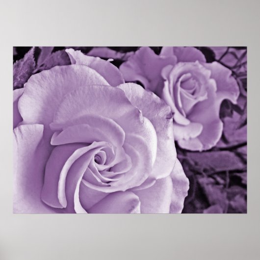 Paarse Rozen ~ Bloemen Poster (Voorkant)