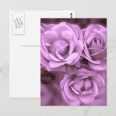 Paarse  Rozen Briefkaart (Voorkant / Achterkant)