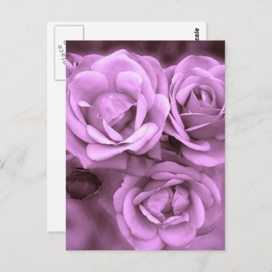 Paarse Rozen Briefkaart (Voorkant / Achterkant)