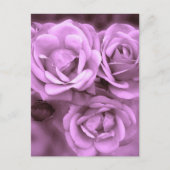 Paarse Rozen Briefkaart (Voorkant)