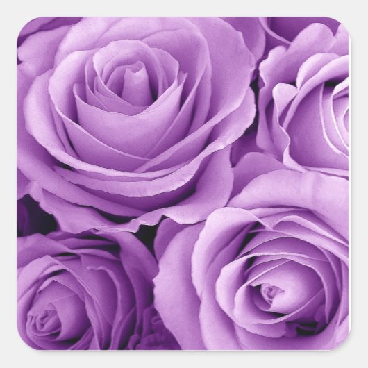  Paarse Rozen Hart Sticker (Voorkant)