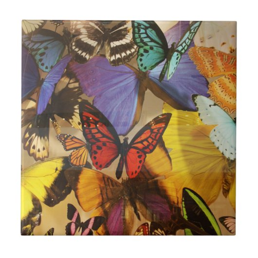 paarse rubberen oranje vlinder met kleurrijke trop tegeltje (Voorkant)