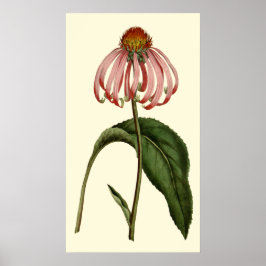 Paarse Rubibeckia Bloem Poster