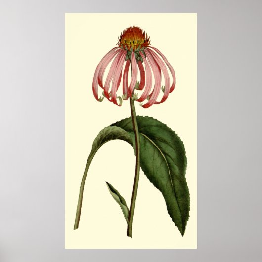 Paarse Rubibeckia Bloem Poster (Voorkant)