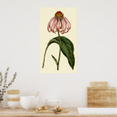 Paarse Rubibeckia Bloem Poster (Keuken)