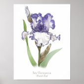 Paarse ruffled Iris Original Art Print (Voorkant)