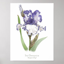 Paarse ruffled Iris Original Art Print