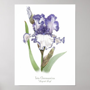 Paarse ruffled Iris Original Art Print