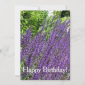 Paarse Sage, Paarse Salvia Birthday Card Kaart (Voorkant)