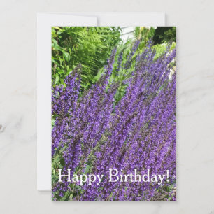 Paarse Sage, Paarse Salvia Birthday Card Kaart