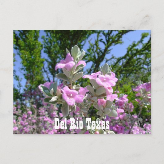 paarse sage van de rio texas souvenirs briefkaart (Voorkant)