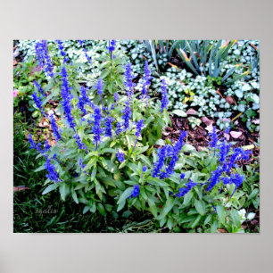 Paarse Salvia Bloemen Waarde Poster Papier (Glans)