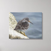 Paarse Sandpiper Canvas Afdruk (Voorkant)