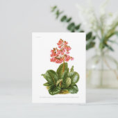 Paarse saxifrase briefkaart (Staand voorkant)