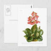 Paarse saxifrase briefkaart (Voorkant / Achterkant)