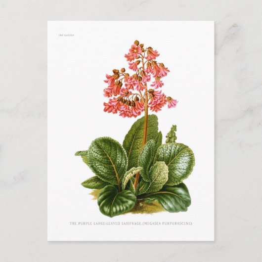 Paarse saxifrase briefkaart (Voorkant)